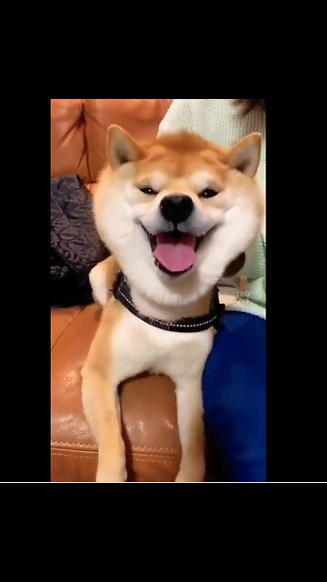 Cats And Dogs Video Funny Animal Funniest Videos