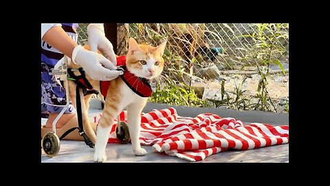 It wasn't easy to put Tony in the wheelchair. He rushed to play with his friends