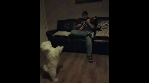 डोगी डांस