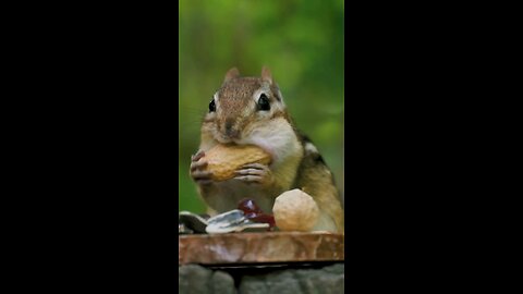 Well, Nuts. - Nature Sounds & Music #relaxing #sleep #meditation #nature #stressrelief #wildlife