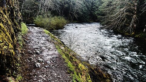 RAINFOREST HIKING (4K) Salmon River Trail! | Salmon-Huckleberry Wilderness | Mount Hood NF | Oregon