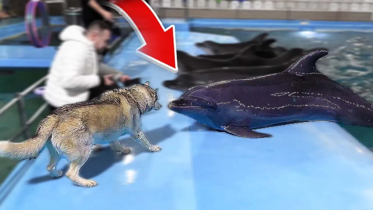 HUSKY MEETS DOLPHIN FOR THE FIRST TIME! (Watch What Happens). PSN Experiment