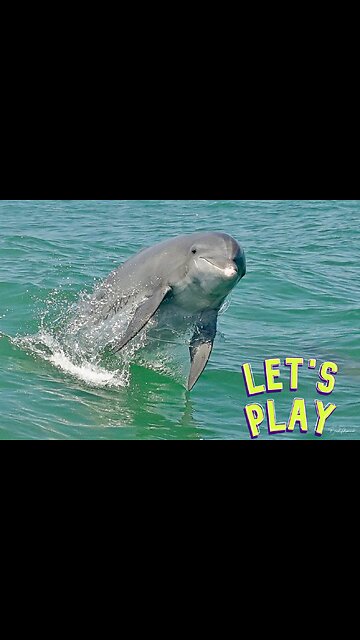 🐬WHAT'S THIS DOLPHIN DOING 🐬