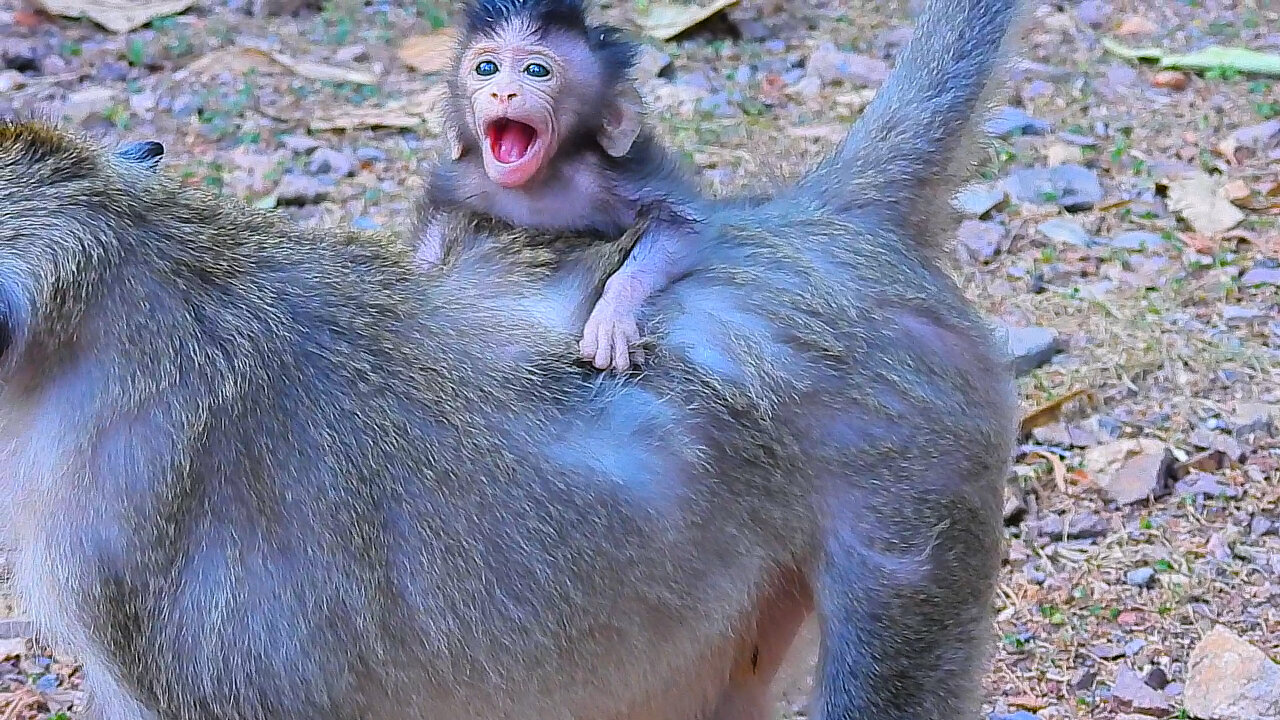 Baby Monkey BABETTE : The Baby With Lack Of Care