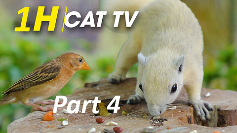 For Cats: Playful Birds Chipmunks Squirrels - Birds For Cats To Watch - CatTV Central Part 4