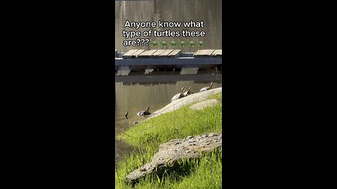 Don’t chase that turtle away! It’s a natural pest control expert—watch this before you move it!🐢