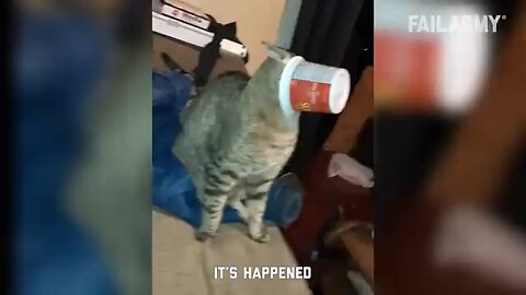 cat funny video