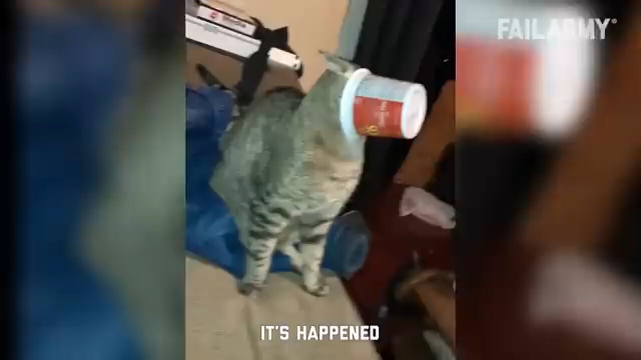 cat funny video