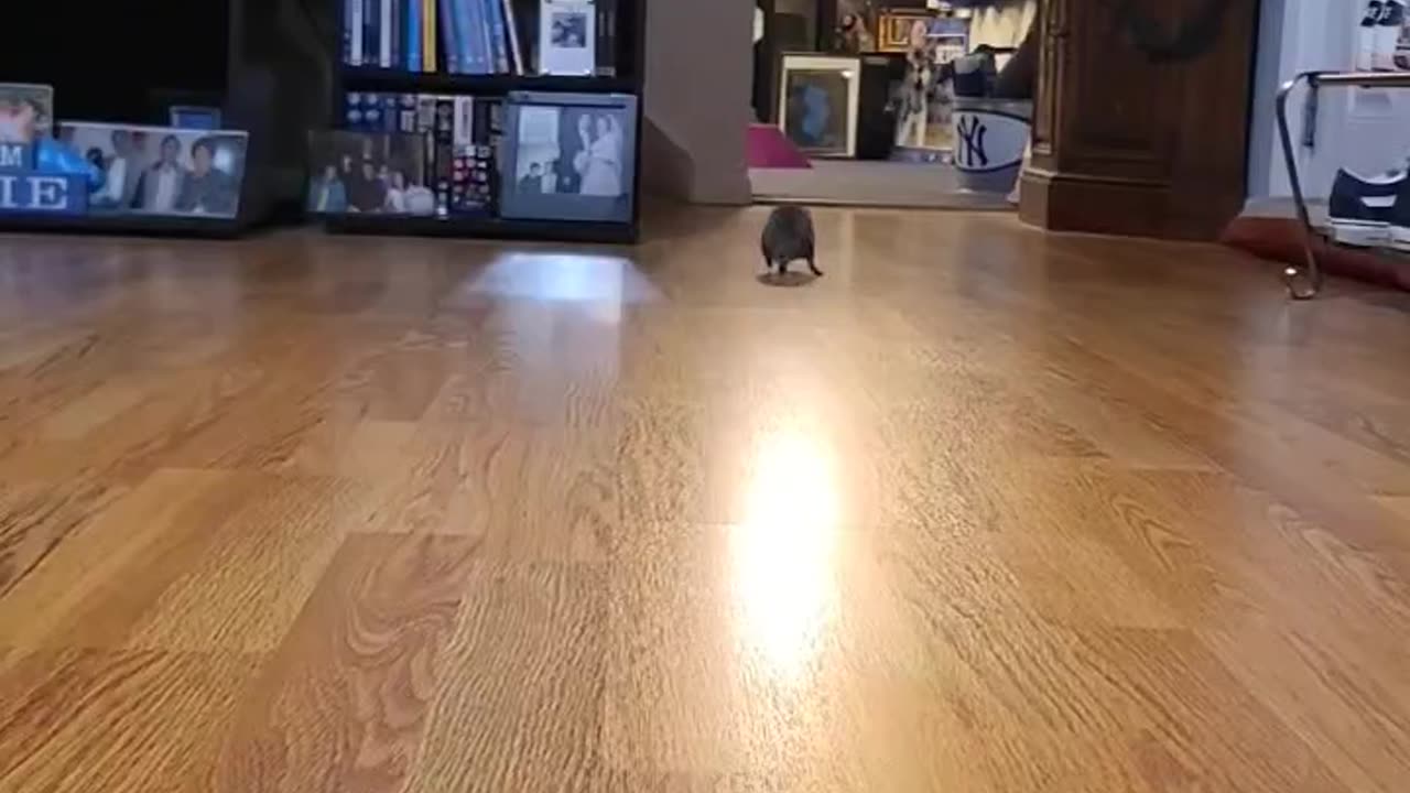 Speedy Hedgehog Scurries Across Slippery Floor
