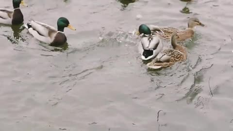 Feeding Wild Ducks In The Lake