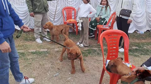 Dany The Mastiff Went For The Dog Show!!! Nepal Dog Show 2025!!!