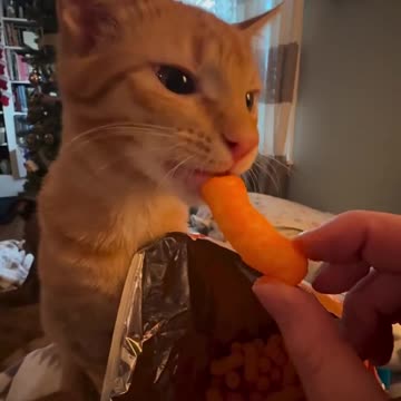 Wait your turn dog😂