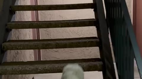 Odie The Dog 2
