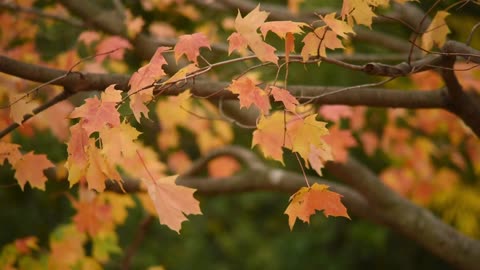 "Windy Day, Serenity: Relaxation Meditation with Nature Sounds"