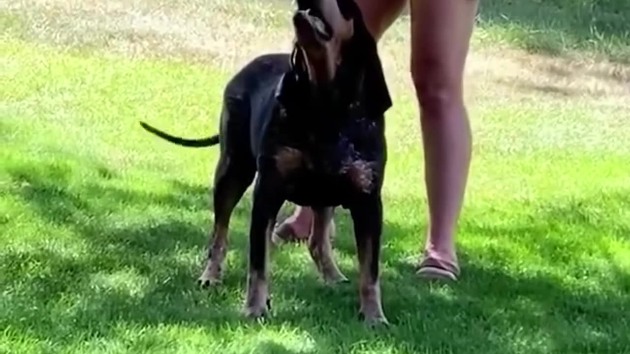 Funny animals 🤣🤣