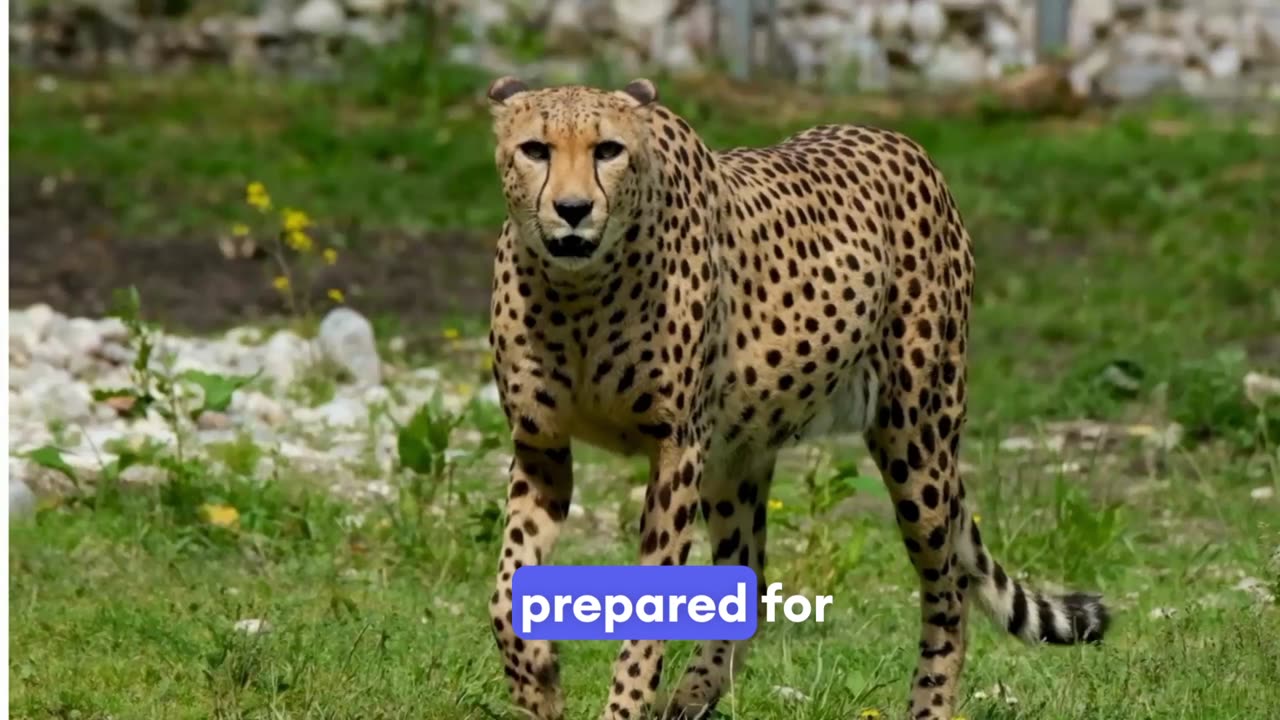 2017 WORD: The Leopard: Do You Know Who Is Watching You?