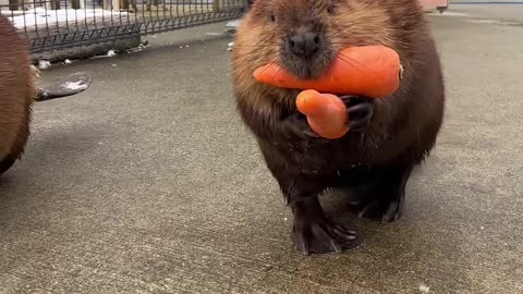 Beavers Bringing Their Vegetables Home