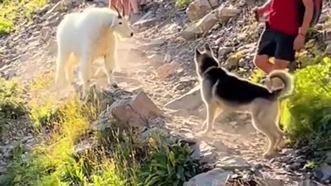 "Sheep-Like Animal Tries to Attack Dog Walking with Human"