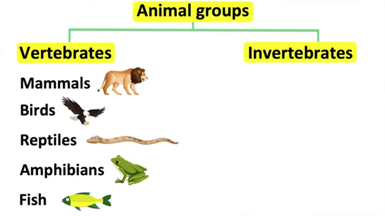 Natural Science: Animal groups Vertebrates & invertebrates