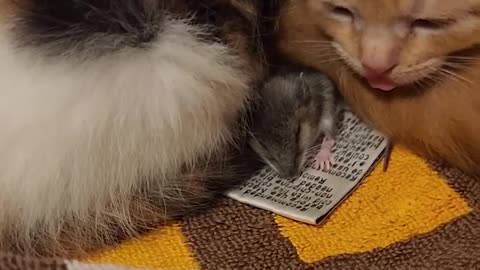 These kittens love their pet mouse 🐈🐭