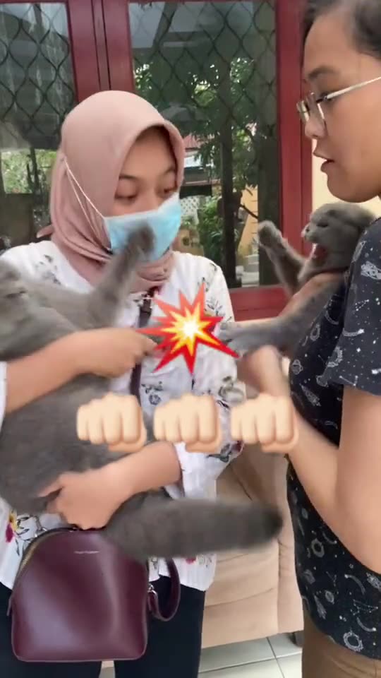 Funny Cat Video 51 - cat meets old friend