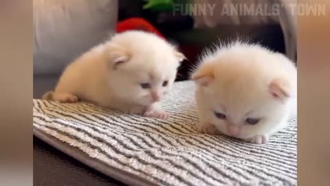 Funniest Cats and Dogs 🐶🐱 | Funny Animal Videos #35