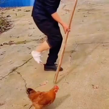Chicken imitates man, funny video 2025 skc.com 112