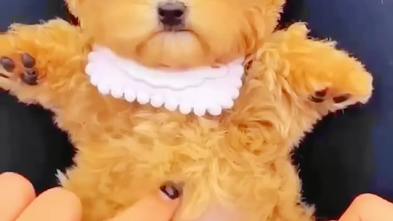 Cute_Cat_Dancing_Video__2_😺😍_#cat_#dog_#dogdance_#catdance(720p)