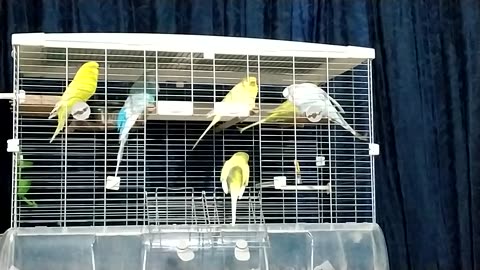 The budgies singing yesterday (evening chorus)