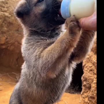 Little Pup's Best Friend is Milk