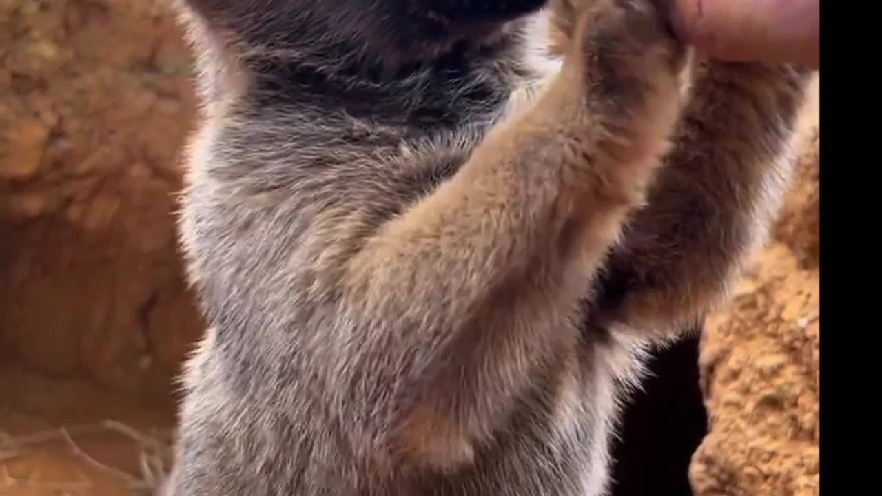 Little Pup's Best Friend is Milk