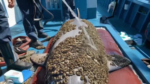 Weak Dolphin Covered in Barnacles Gets a Second Chance!