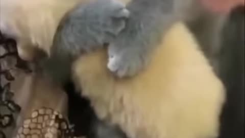 Funny cat