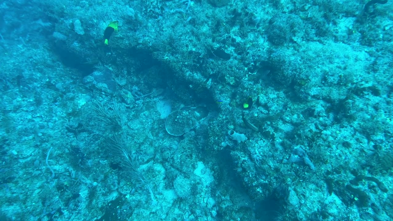 My First Underwater Video