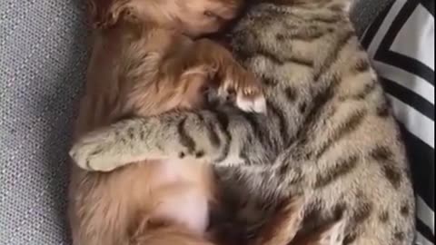 QNG0cqPgp1ZCiMhJ32zXLwtWy_XgqMsQmoaymoLovfoFxxQjh6KGFV4yg1eXvE_Rtkn4UVGRDAwujgffZLXtB_sk_2.mp4