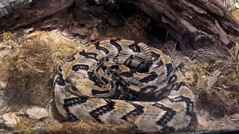 Timber Rattlesnake at the San Diego Zoo