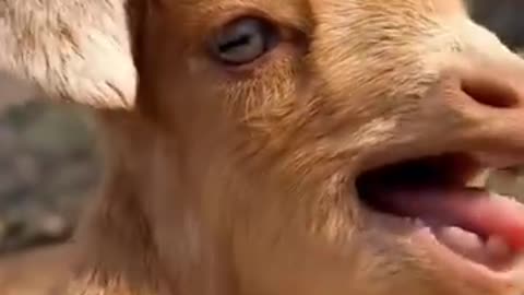 😇
