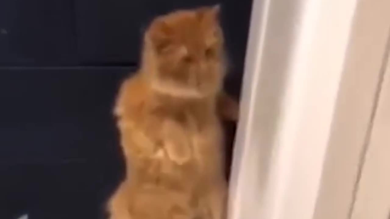 Funny Animals