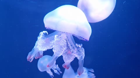 A gelly fish underwater