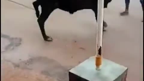Bull riding