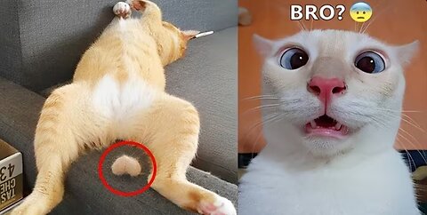 Watch This Hilarious Cat Get Totally Confused by Its Own Tail! 😂
