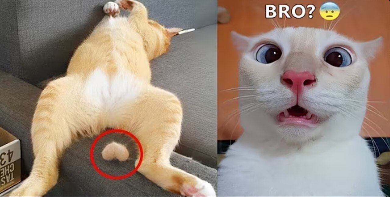 Watch This Hilarious Cat Get Totally Confused by Its Own Tail! 😂