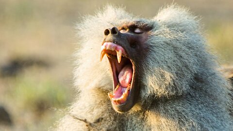 A Day in the Life of a Baboon