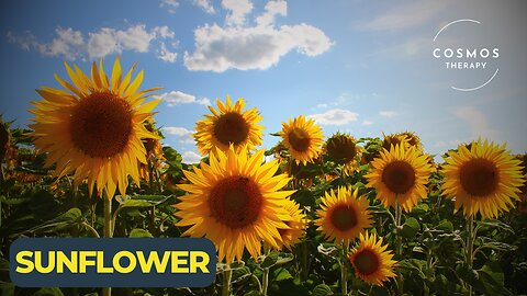 The Amazing Story of Sunflowers | A Short Documentary