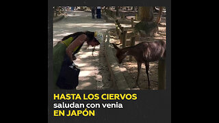 Ciervos que imitan las reverencias japonesas