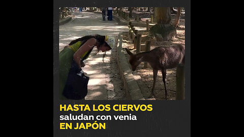 Ciervos que imitan las reverencias japonesas