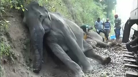 Six elephants killed after passenger train collides with wild herd in Sri Lanka