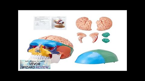 VEVOR Human Skull Model 8 Parts Brain & 3 Parts Skull Life-Size Review