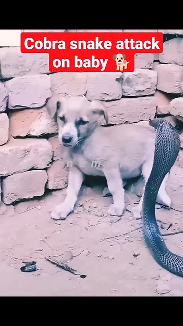 NEWSMAX2 LIVE | Real News for Real People? Hey one in a Million love KING COBRA ATTACK A BABY DOG 🐕