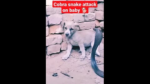 KING COBRA ATTACK A BABY DOG 🐕